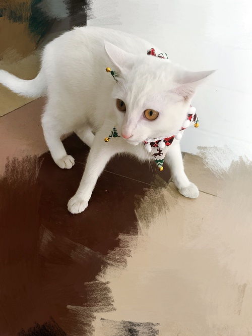 有人要领养猫咪的吗 白色家猫,九个月大 