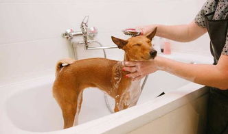 给狗洗澡做好这4点,养护狗狗毛发没烦恼 