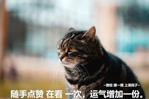 那些奇奇怪怪的猫咪迷惑行为