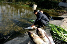 2011湖北五山新农村旅游 