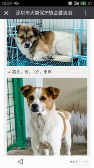在深圳如何领养猫和狗 