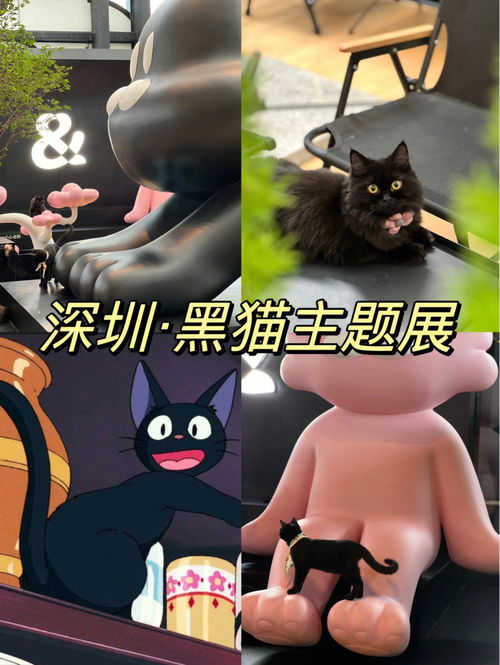 沉浸式撸猫 宫崎骏动漫里的黑猫就在深圳 