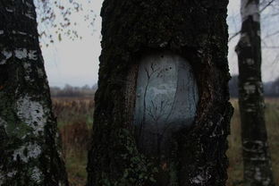 树木涂鸦,宛如爱丽丝的兔子洞