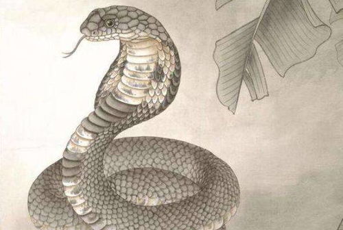 十蛇九不全 揭秘89年生肖蛇的终生寿命,过了30岁后什么命 