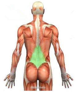 下背部增肌训练8动作增强下背部肌肉缓解被压疼痛