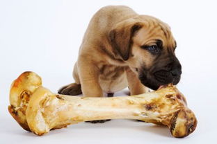 狗为什么爱吃骨头