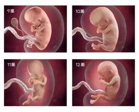 14周的胎儿发育到什么程度了