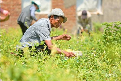 乡村振兴看山东 山东济南 金银花开 金银 来