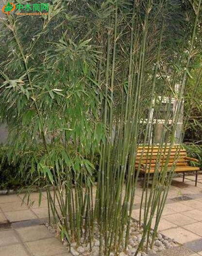 有几种在室内养殖的竹子 