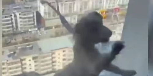 4名学生将狗从20楼扔下摔死并拍视频 警方通报 3人行政处罚