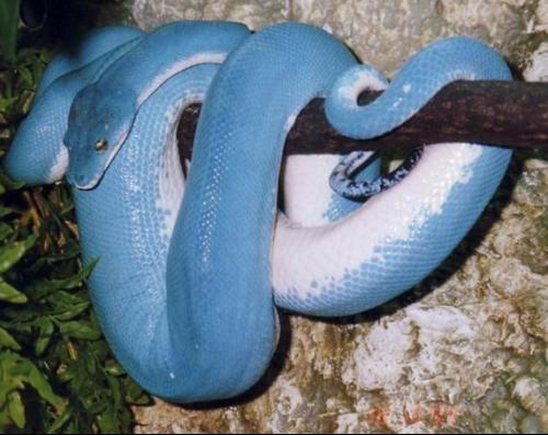 蓝色的蛇叫什么蛇 有图 