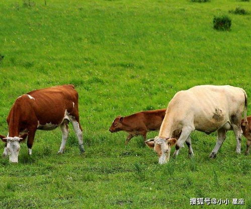 容易有 婚外情 的4生肖,一生命犯桃花,尤其是属羊人,要深知