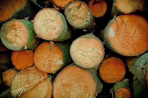 波兰森林被运往中国,相关行业呼吁限制原木出口