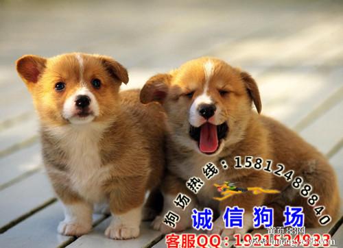 【在广州哪里买狗健康有保障广州这边那里有卖柯基三色柯基】-黄页88网