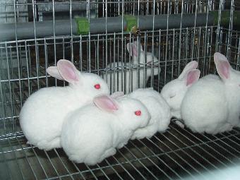 陕西种兔养殖基地 肉兔养殖基地 