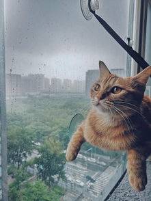 关于猫雨的诗句有哪些