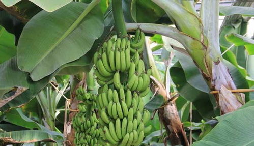 香蕉是靠种子繁殖吗
