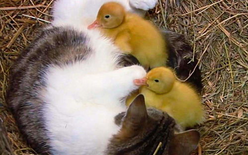 刚破壳的小鸭子第一眼见到机械鸭,会认它当妈妈吗 