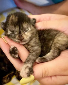 女孩发现一只怀孕的流浪猫,打算收养的时候,却给她带来 惊喜