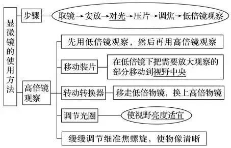 如何巧记高中生物教材中几种常见遗传病