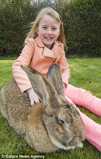 世界上最大的兔子 体长1.12米,重22公斤 