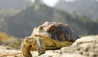 苏卡达陆龟几岁成年？