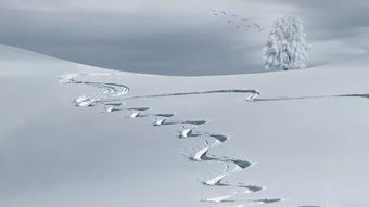 这届南方人还会拍雪景吗