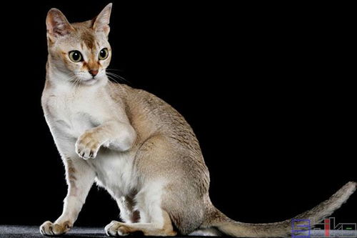 Sbike动植物百科 世界十大体型最小的猫科品种,有的不是宠物猫