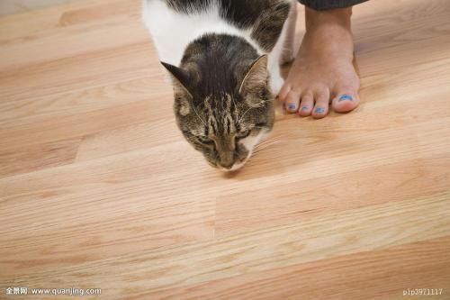 猫咪脚垫子脱皮怎么办（治疗猫咪脚垫子脱皮的方法与注意事项）