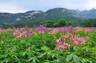 4月的这周末来昆嵛花海,许你一个花花世界