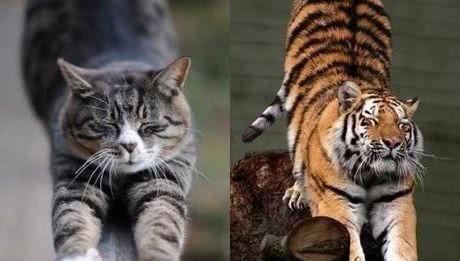 老虎也是猫科动物,如果老虎看见猫,会吃掉猫吗