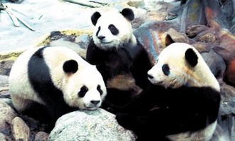 熊猫为什么不吃肉 