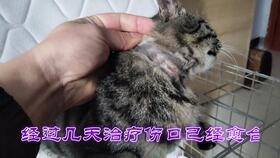 被领养戴铁丝圈小猫新家视频来了 开启幸福新生活