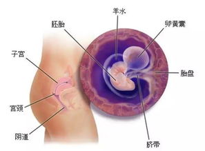 孕2月胎宝宝的生长发育全进程