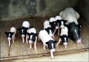 香猪养殖方法及注意事项,巴西香猪在哪些地方可以养殖
