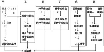 回答有关植物的育种方法的问题 如图甲.乙.丙.丁.戊.己为6种不同育种方法的示意图.据图回答 1 比较甲乙两种育种方法.后者的优越性主要表现在 .B过程常用的方法有 