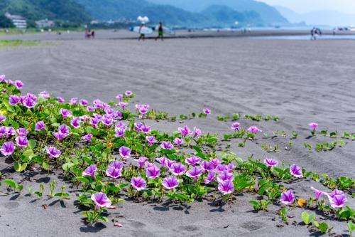 这种海边沙滩上的植物叫什么名字 适合在室内种殖吗 