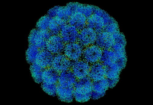 新型冠状病毒属于SARS冠状病毒