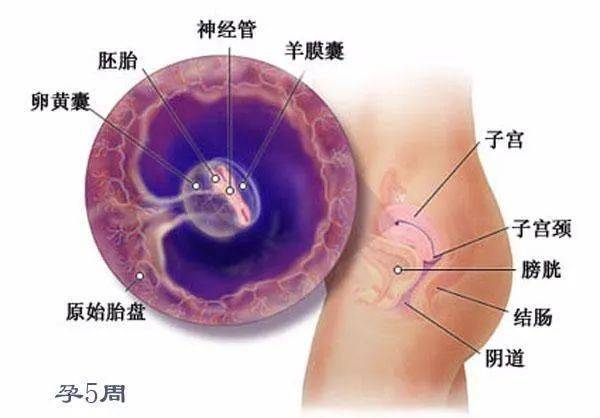 从怀孕到生娃,该做的产检项目都在这里了,一看就懂