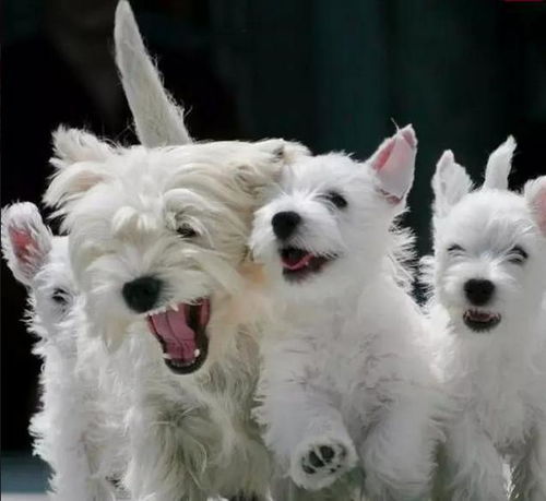 白色狗狗种类,白色狗狗种类图片