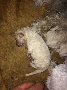 刚出生2天的小狗快死掉了怎么办 一直睡在那里叫,也不吃奶 