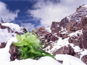 雪莲花代表什么意思 