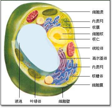 核糖体中的A位、P位、E位各有什么作用？