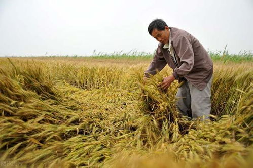 2023年水稻大涨 2023粮价马上要大涨了真的吗
