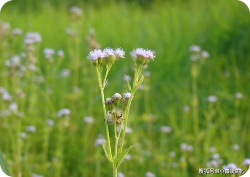 感悟人生,人生忙忙碌碌,学会难得糊涂