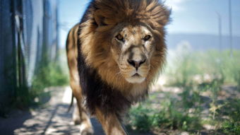 动物世界狮子 – 