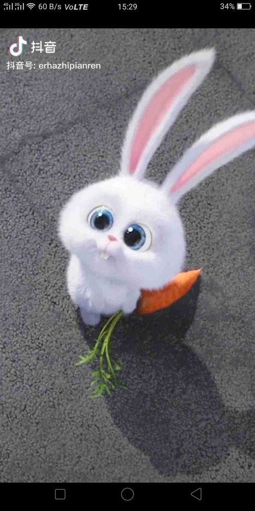 表情包兔子取名字,表情包白色兔子叫什么名字