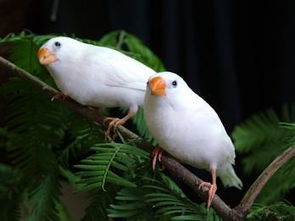 白文鸟与白珍珠鸟的区别 