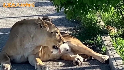 一口咬住小狮子的脖子 母狮带孩子散步的方式太 硬核 了 
