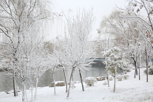 组图 山东滨州迎来了2020年的第一场大雪 比以往时候来的更早一些